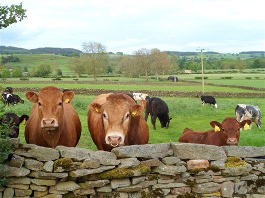 bull, cows and calves